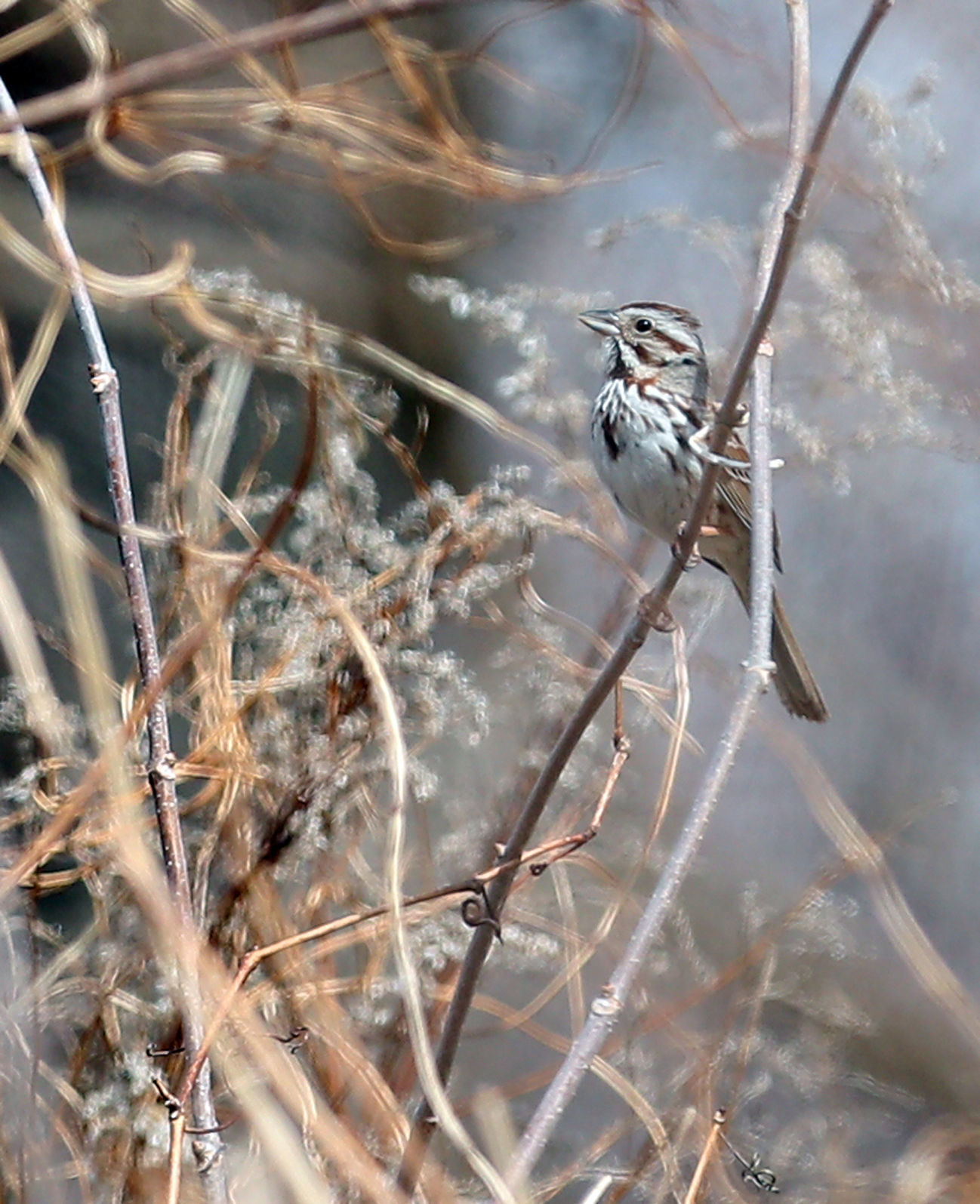 040220bp-wild-art-sparrow